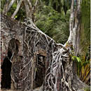 Ross Island, Andaman, India