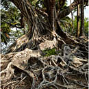 Ross Island, Andaman, India