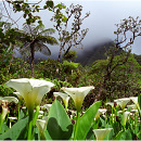Foret de Bebour, Ile de la Reunion