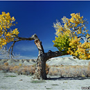 'Old but proud', Cottonwood Canyon Road, Utah, USA